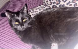 Lost Female Cat last seen Knighton Park, Leicester, England LE2 3PN