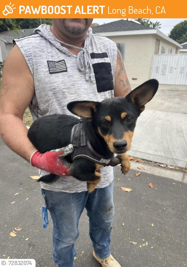 Found/Stray Male Dog last seen Willow, Long Beach, CA 90810