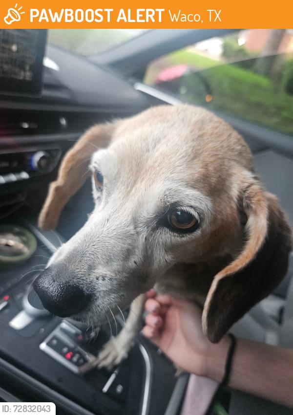 Found/Stray Female Dog last seen Mammoth Museum Steinbeck Dr., Waco, TX 76708
