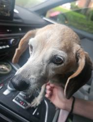 Found/Stray Female Dog last seen Mammoth Museum Steinbeck Dr., Waco, TX 76708