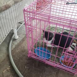 Found/Stray Female Cat last seen snow road/old farm, Bakersfield, CA 93312