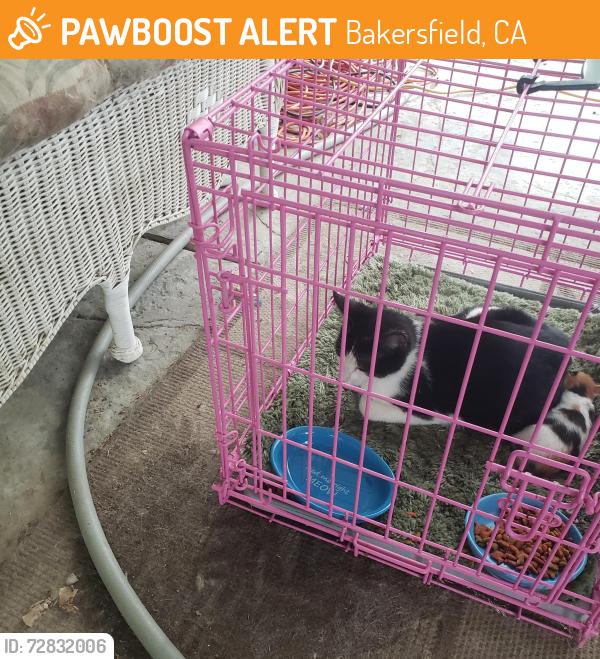 Found/Stray Female Cat last seen snow road/old farm, Bakersfield, CA 93312