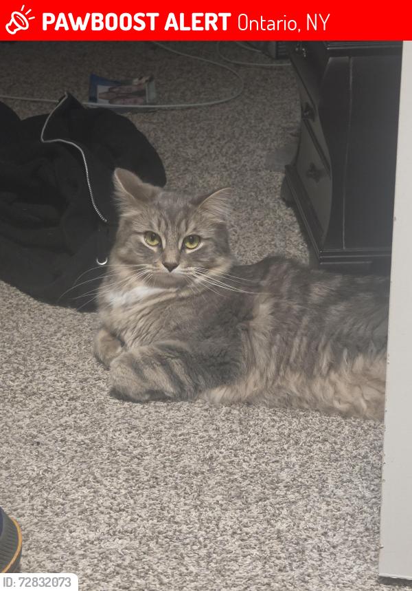 Lost Female Cat last seen Woodgate dr, Ontario, NY 14519
