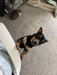 Found/Stray Male Dog last seen Chantel Subdivision Springdale, AR, Springdale, AR 72764