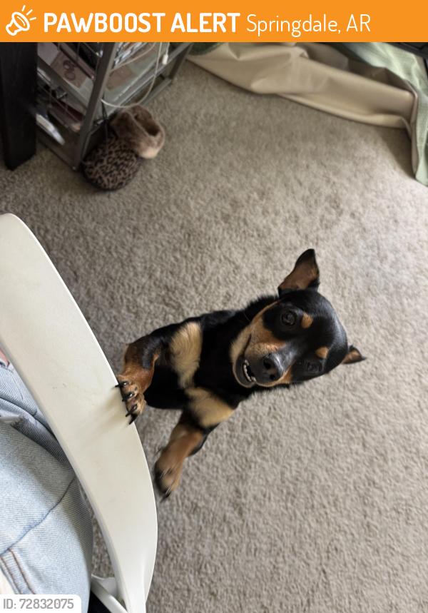 Found/Stray Male Dog last seen Chantel Subdivision Springdale, AR, Springdale, AR 72764
