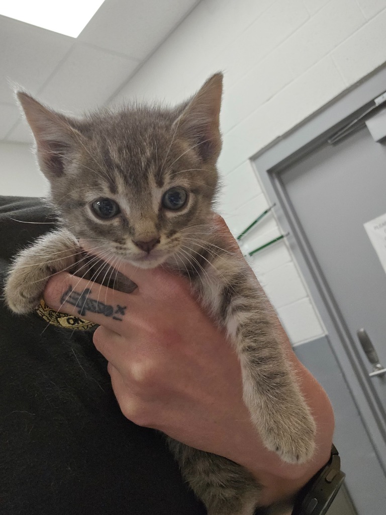 Shelter Stray Female Cat last seen Forest park, Oklahoma City, OK 73110