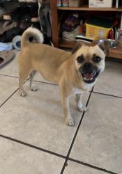 Found/Stray Female Dog last seen Near desert villa apmts , Indio, CA 92201