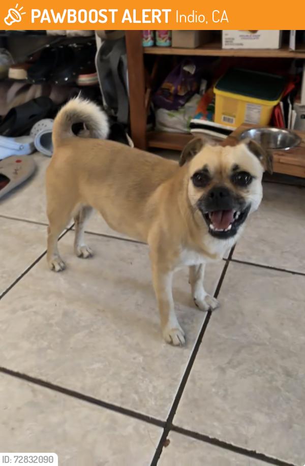 Found/Stray Female Dog last seen Near desert villa apmts , Indio, CA 92201