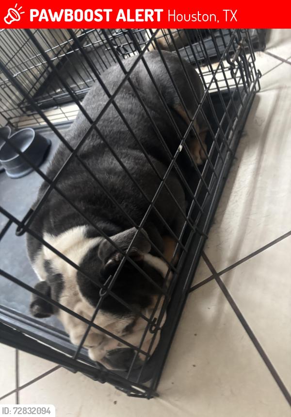 Lost Female Dog last seen Near bourgeois , Houston, TX 77066