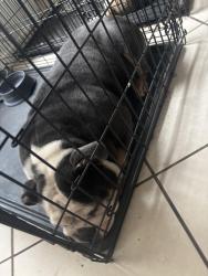 Lost Female Dog last seen Near bourgeois , Houston, TX 77066