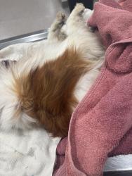Found/Stray Female Dog last seen Near UDF on Queen City , Cincinnati, OH 45214