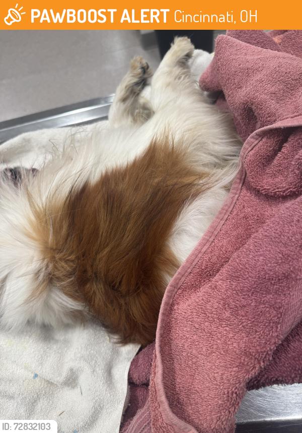Found/Stray Female Dog last seen Near UDF on Queen City , Cincinnati, OH 45214