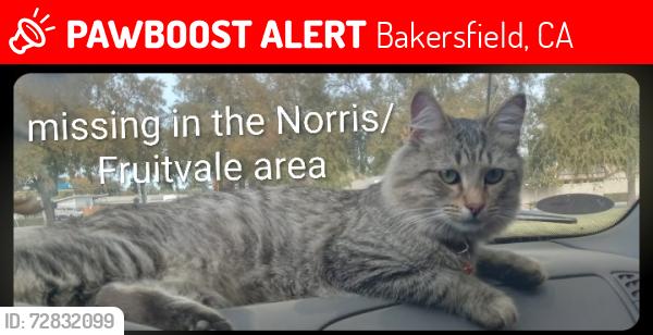 Lost Male Cat last seen Fruitvale ave., Bakersfield, CA 93308
