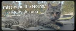 Lost Male Cat last seen Fruitvale ave., Bakersfield, CA 93308