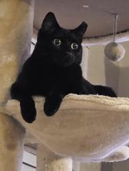 Lost Male Cat last seen Booker St, Windham Rd, hmstd Dr, Hamilton Bridge Rd, Berryhill Rd, Milton, FL 32570