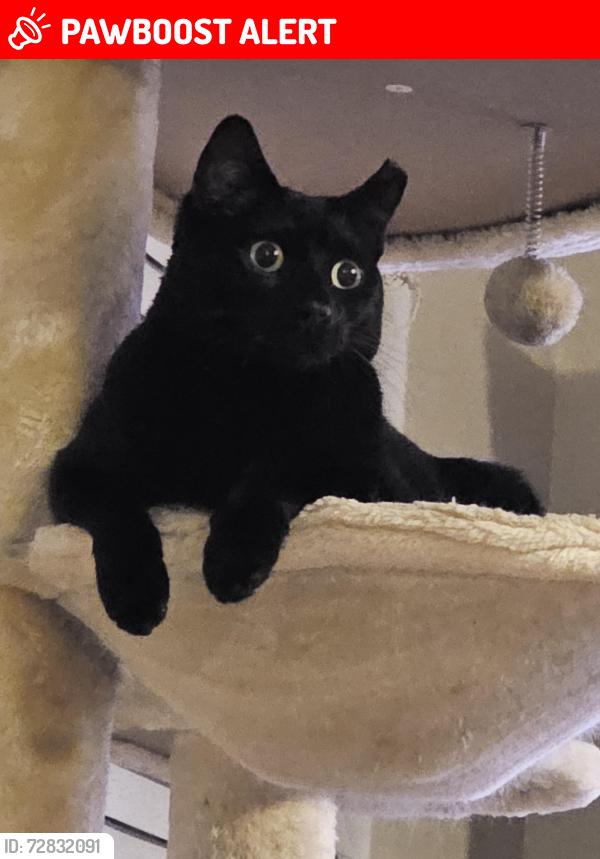 Lost Male Cat last seen Booker St, Windham Rd, hmstd Dr, Hamilton Bridge Rd, Berryhill Rd, Milton, FL 32570