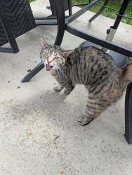 Found/Stray Unknown Cat last seen Glenroy and Deveron, London, ON N5Z 3K9