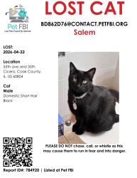 Lost Male Cat last seen 35th and 55th ave, Cicero, IL 60804