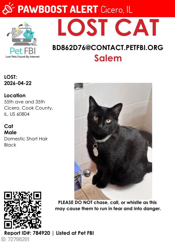 Lost Male Cat last seen 35th and 55th ave, Cicero, IL 60804