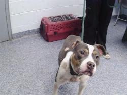 Shelter Stray Female Dog last seen CHARLOTTE, Charlotte, NC 28217