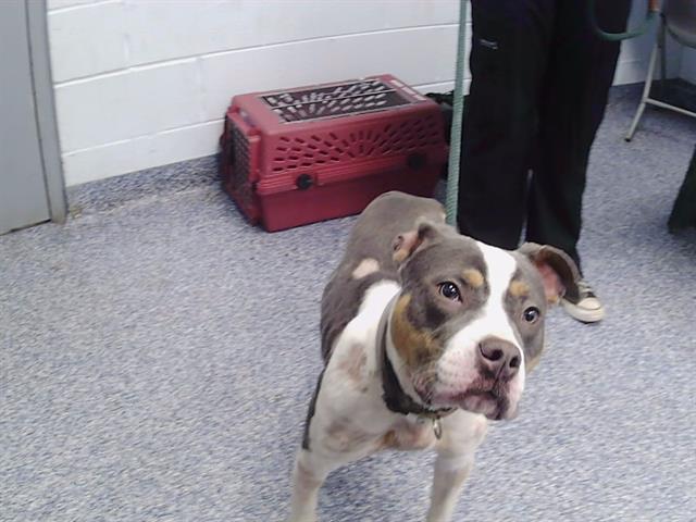 Shelter Stray Female Dog last seen CHARLOTTE, Charlotte, NC 28217