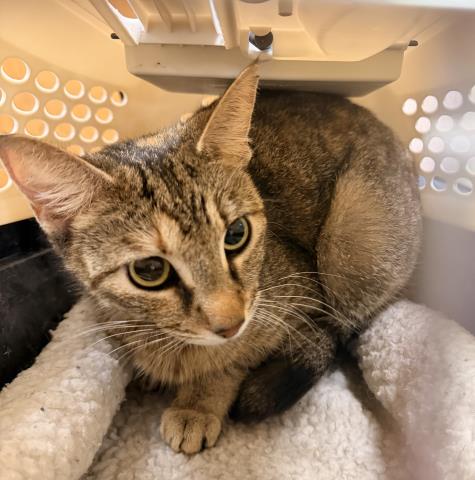 Shelter Stray Female Cat last seen , San Pedro, CA 90731