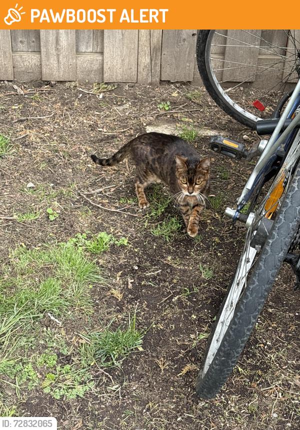 Surrendered Female Cat last seen Kernahan st and Atwood, St. Catharines, ON L2R