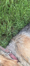 Found/Stray Unknown Dog last seen On the trail by the pond behind Bettylou Lane , Austin, TX 78754