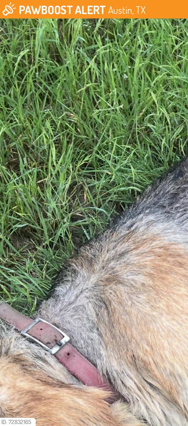 Found/Stray Unknown Dog last seen On the trail by the pond behind Bettylou Lane , Austin, TX 78754