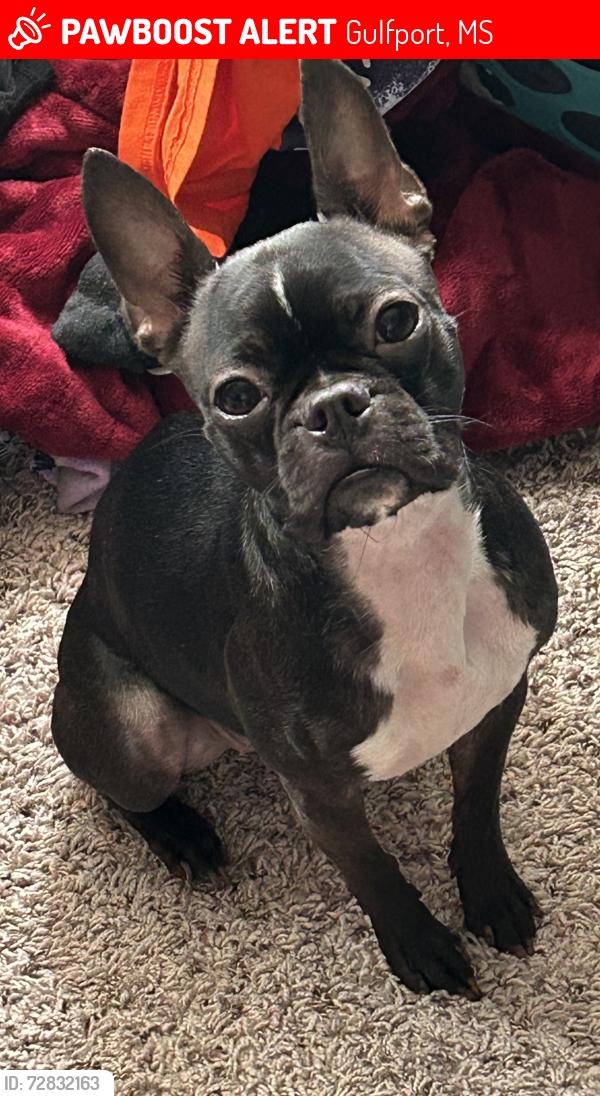 Lost Female Dog last seen Highway 53, C Rd, Gulfport, MS 39503