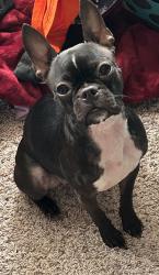 Lost Female Dog last seen Highway 53, C Rd, Gulfport, MS 39503