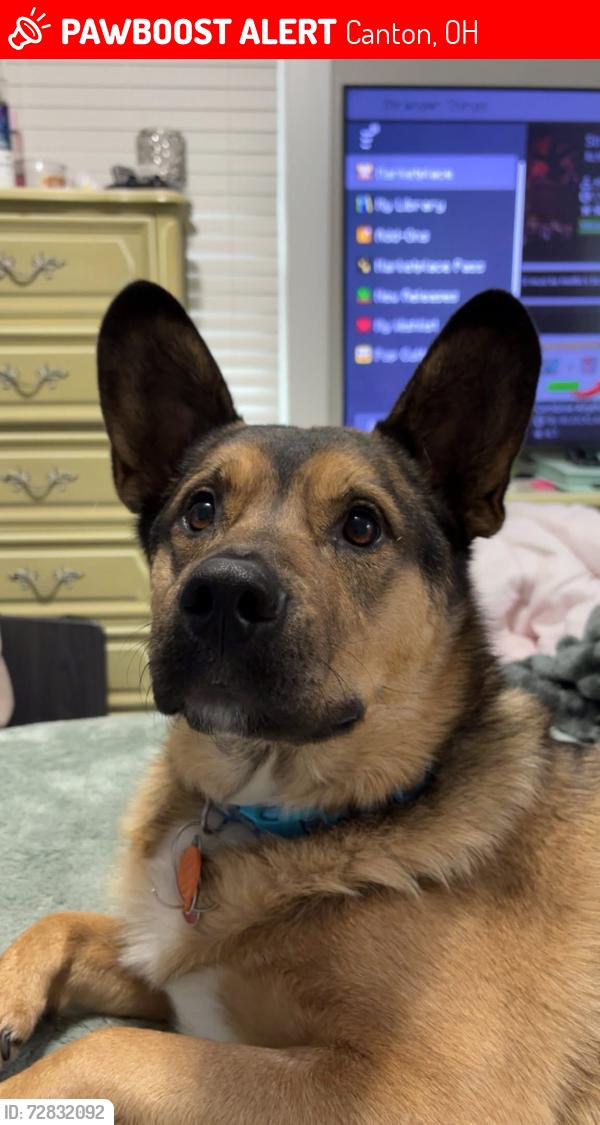 Lost Male Dog last seen Near 9th st nw, Canton, OH 44708