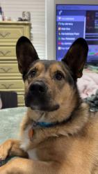 Lost Male Dog last seen Near 9th st nw, Canton, OH 44708