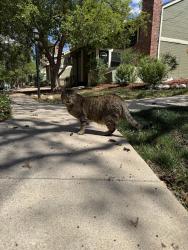 Found/Stray Female Cat last seen Chambers Iliff, Aurora, CO 80013