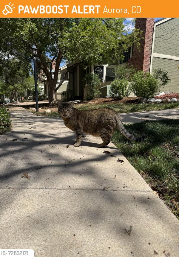 Found/Stray Female Cat last seen Chambers Iliff, Aurora, CO 80013
