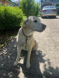 Found/Stray Female Dog last seen Oakland Road/Water Street, Asheville, NC 28801