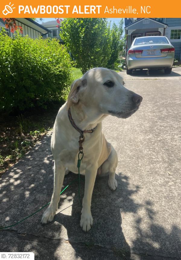 Found/Stray Female Dog last seen Oakland Road/Water Street, Asheville, NC 28801