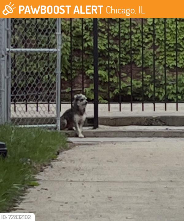 Found/Stray Unknown Dog last seen Exposed brick alleyway between Leavitt & Le Moyne + Le Moyne & Hoyne, Chicago, IL 60622