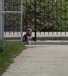 Found/Stray Unknown Dog last seen Exposed brick alleyway between Leavitt & Le Moyne + Le Moyne & Hoyne, Chicago, IL 60622