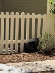 Found/Stray Unknown Cat last seen Chambers Iliff, Aurora, CO 80013