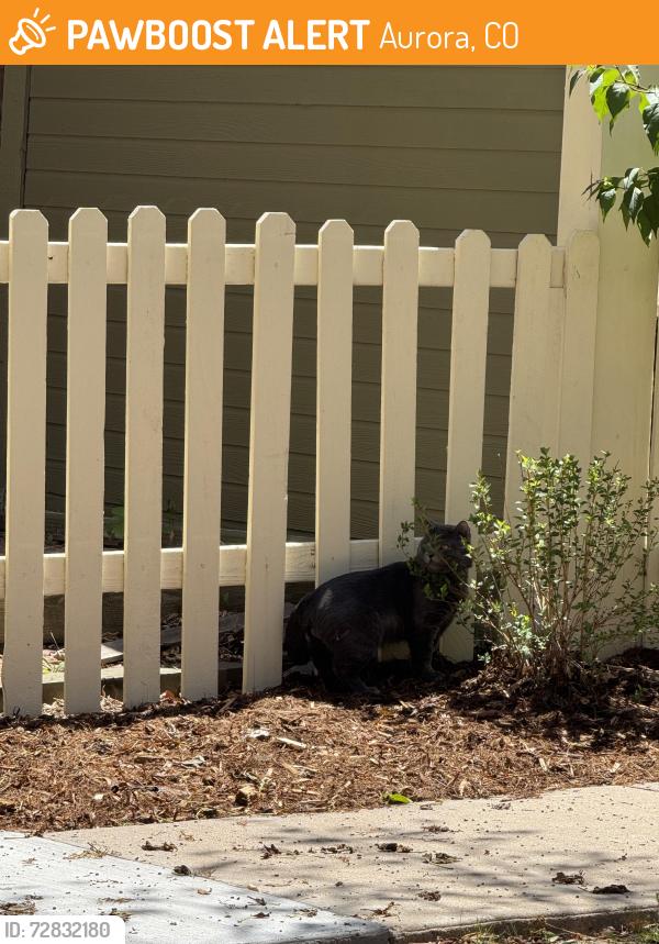 Found/Stray Unknown Cat last seen Chambers Iliff, Aurora, CO 80013