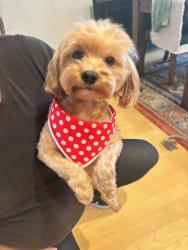 Lost Female Dog last seen SW 268TH STREET, Homestead, FL 33032