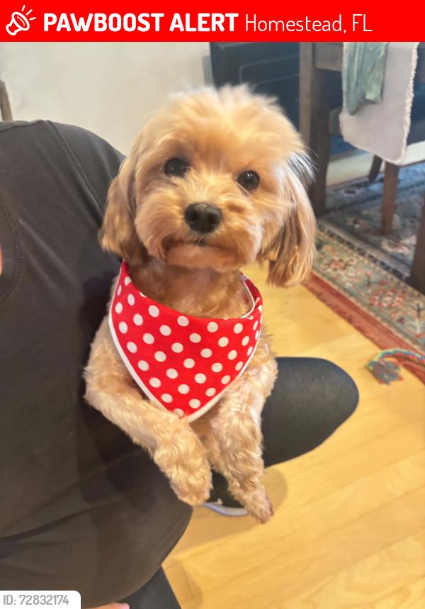 Lost Female Dog last seen SW 268TH STREET, Homestead, FL 33032