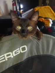 Lost Male Cat last seen McFadden  beach bolsa, Midway City, CA 92655