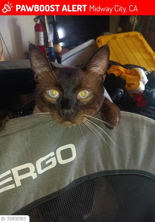 Lost Male Cat last seen McFadden  beach bolsa, Midway City, CA 92655