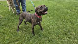 Found/Stray Female Dog last seen Stonehenge, Liberty Township, OH 45044