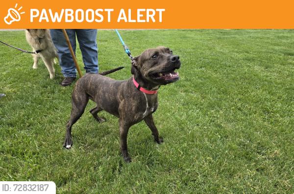 Found/Stray Female Dog last seen Stonehenge, Liberty Township, OH 45044
