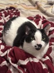 Lost Male Cat last seen n/a, Melbourne, FL 32904