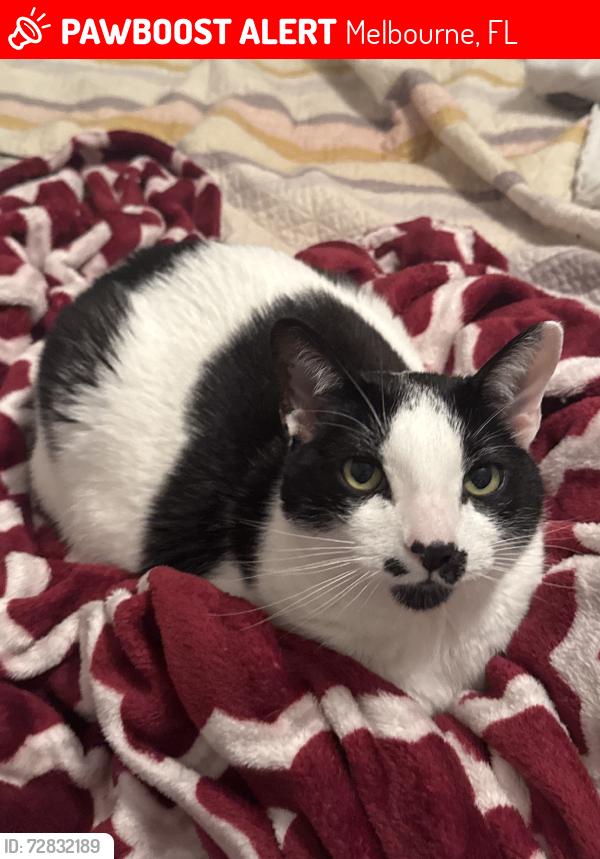 Lost Male Cat last seen n/a, Melbourne, FL 32904