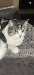 Lost Male Cat last seen Rise Fossil Creek apmts- Beach Street , Haltom City, TX 76137